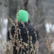 Illustration for article titled Shooting Challenge: Bokeh, Gallery 4